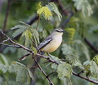 <span class="mw-page-title-main">Greater wagtail-tyrant</span> Species of bird