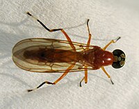 Stratiomyiidae Ptecticus Elongatus Soldier Fly 2453.jpg