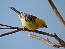 Sudan Golden Sparrow RWD3.jpg