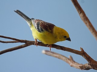 <span class="mw-page-title-main">Sudan golden sparrow</span> Species of bird