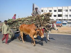 300px Sugar cane bullock cart2