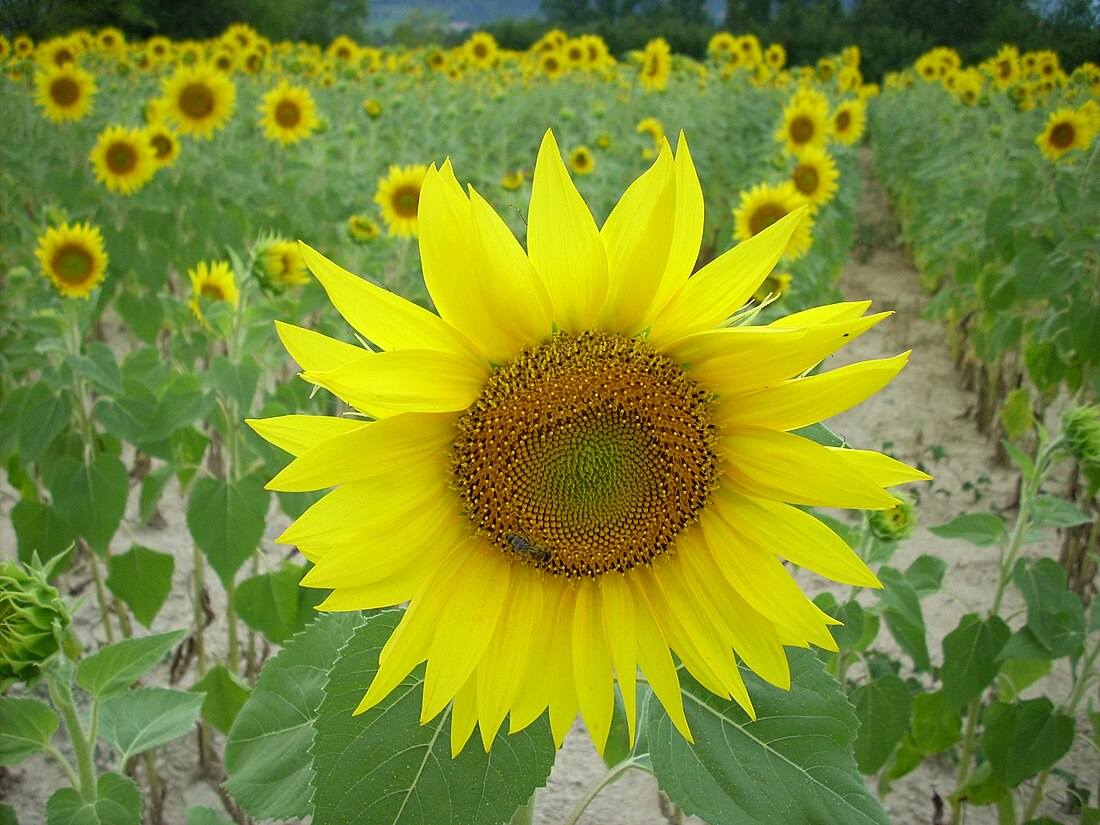 File:Sunflower Ardeche.JPG