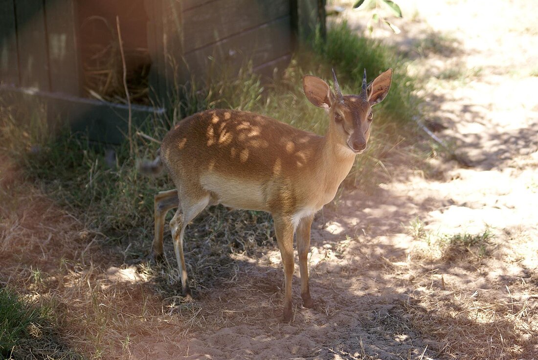 Neotragus moschatus