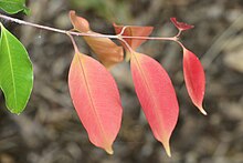 Syzygium monimioides RBG Sydney.jpg