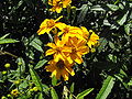 Tagetes lemmonii