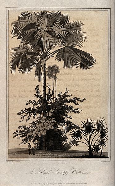 palms - image 9