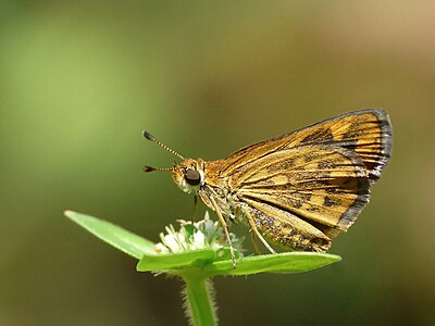 Taractrocera ceramas (Tamil Grass Dart)