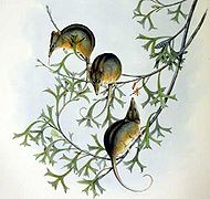 Tarsipes rostratus ~ Ekibol (Tarsipedidae)