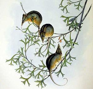 Tarsipes rostratus - Gould.jpg
