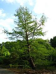 PAN Botanical Garden in Warsaw, Poland