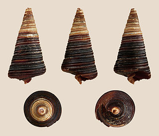 <i>Telescopium telescopium</i> Species of gastropod