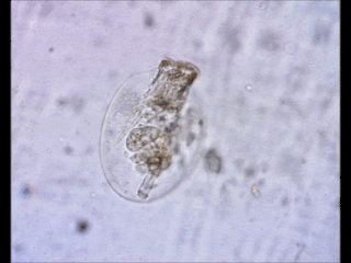 <i>Testudinella</i> Genus of rotifers