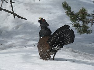 Tetrao urogallus aquitanicus met een radiozender op de rug in Nationaal Park Aigüestortes in Spanje