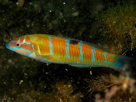 Thalassoma pavo