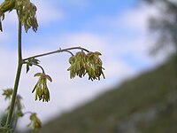 Thalictrum foetidum Serie tipo