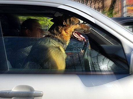 The Dog Passenger