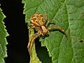 Thomisidae - Xysticus sp.-2.JPG