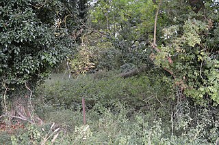 <span class="mw-page-title-main">Thriplow Peat Holes</span> UL site of special scientific interest for its ecology