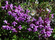 Thymus quinquecostatus in Mount Hijiri 2002-08-14.jpg