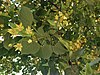 Tilia americana - American Basswood.jpg