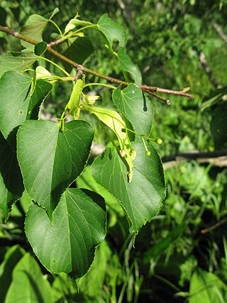 <i>Tilia japonica</i> Species of tree