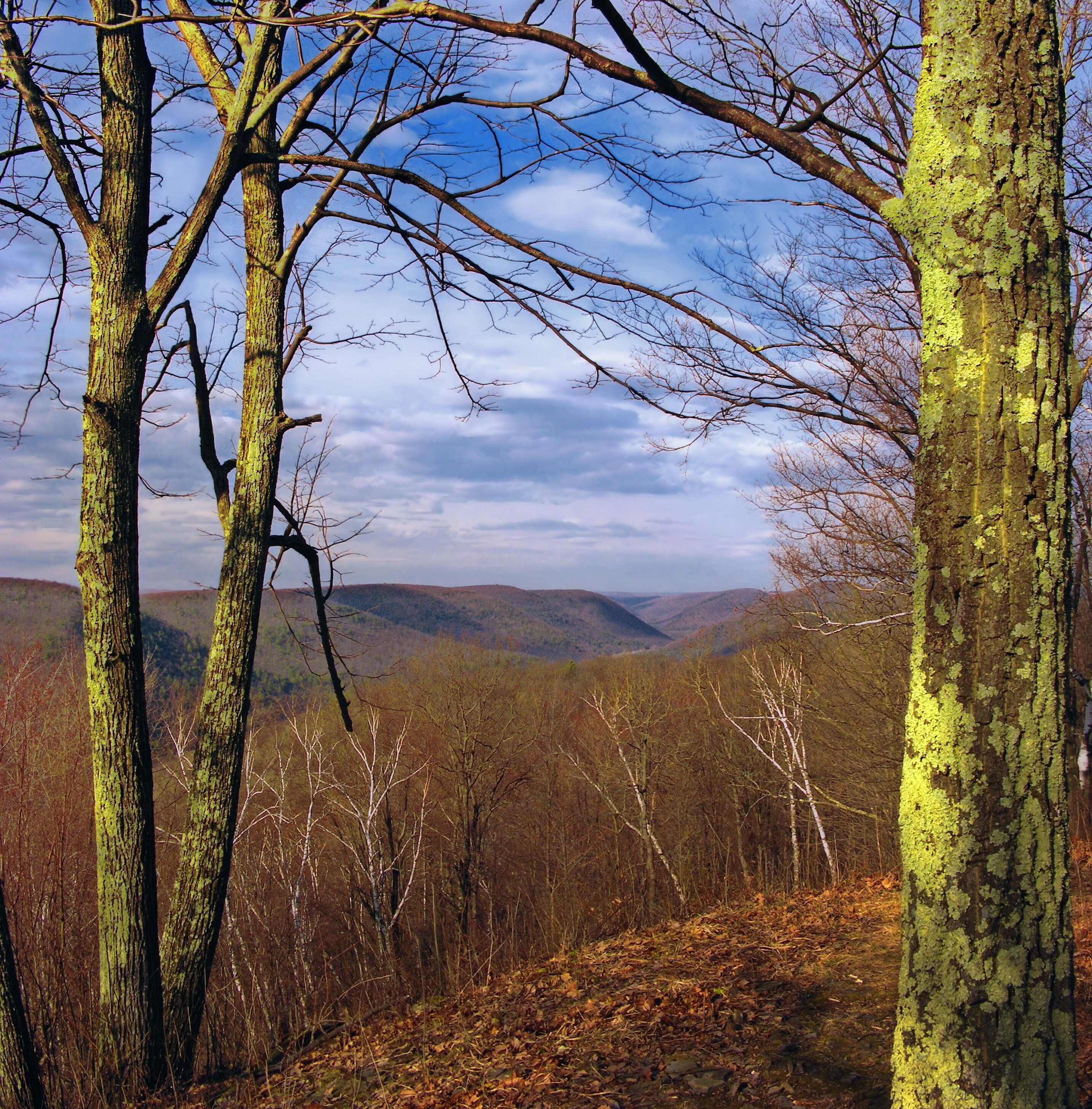 State forest. Пенсильвания лес. Пенсильвания леса. Германия Пенсильвания лес. Лес Бабб Автор.