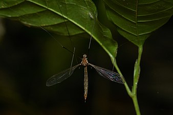 Tipula sp.