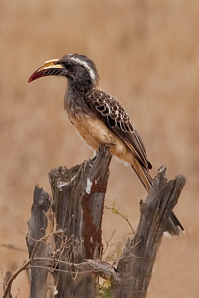 File:Tockus nasutus -Serengeti, Tanzania -female-8.jpg