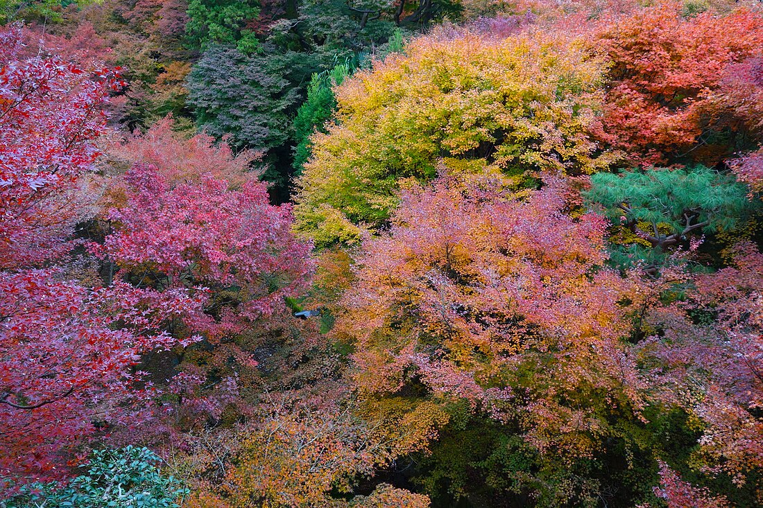 File:Tofukuji-autumn-foliage-2017-Luka-Peternel.jpg