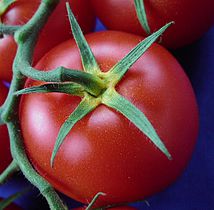 tomatos (Solanum lycopersicum)