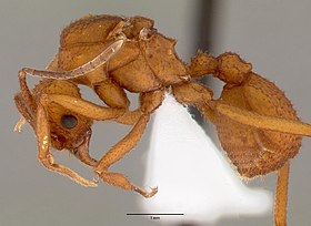 Trachymyrmex nogalensis