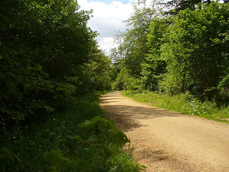 File:Track in Alice Holt Forest - geograph.org.uk - 1885975.jpg