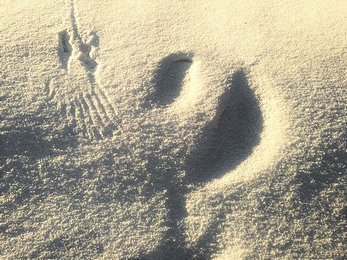 Tracks in the powdery snow