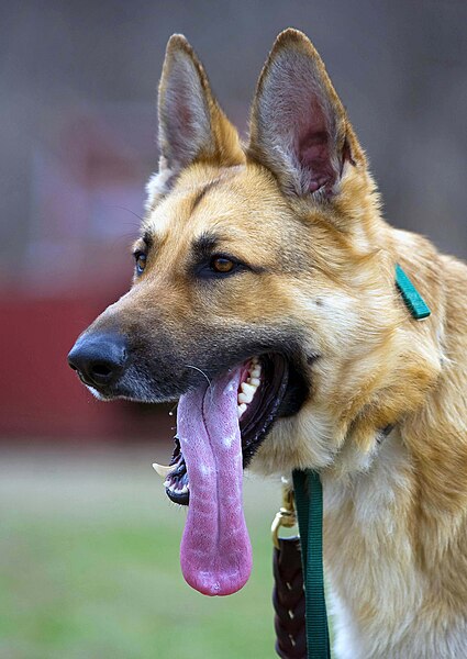 File:Training humans to master their rescue dogs Department of Homeland Security trains at Camp Atterbury DVIDS265020.jpg