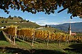 Tramin-Herbst.jpg