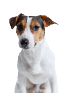 Transparent-jack-russell-puppy-dog.png
