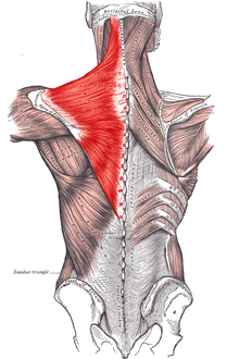العضلات الواصلة بين الطرف العلوي والعمود الفقري. العضلة شبه المنحرفة اليسرى تظهر في الأعلى على اليسار