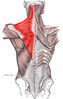 Trapezius kası