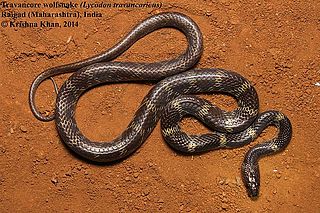 <i>Lycodon travancoricus</i> Species of snake