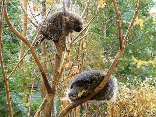 Tree Climbing Porcupines