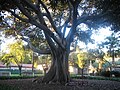 Tree in Mission Santa Barbara cemetery