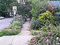 A planted garden in the "tree lawn", in Raleigh, North Carolina.