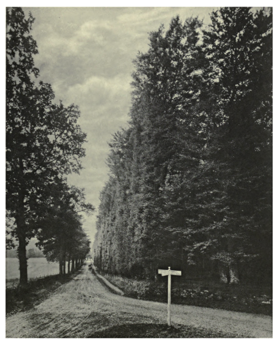 Plate 11: Beech Hedge at Meikleour