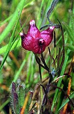 Miniatura para Trifolium depauperatum