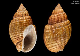 <i>Tritia nitida</i> Species of gastropod