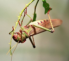 Tropidacris collaris