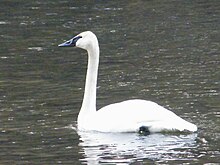 Esemplare di cigno trombettiere