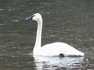 Trumpeter Swan