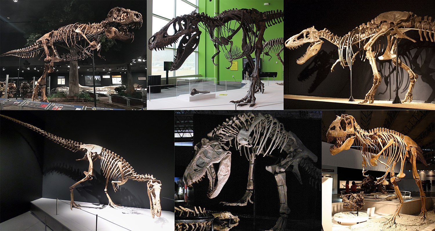 Estudo sugere que existiam duas espécies de tiranossauro além do T. Rex