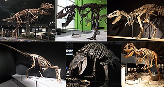 Tyrannosauridae diversity